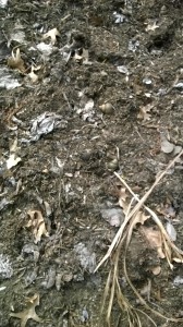 Snail Shells from the pond.